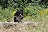 BORDER COLLIE 227